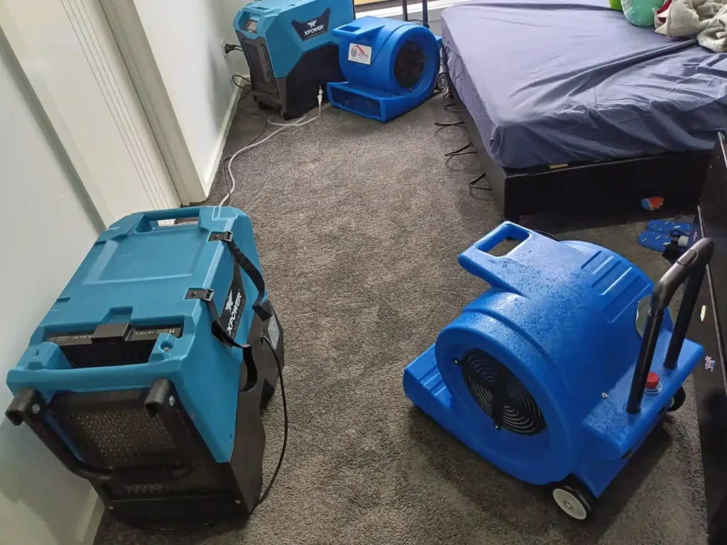 Wet carpet cleaning and drying in Geelong with professional equipment removing moisture after water damage